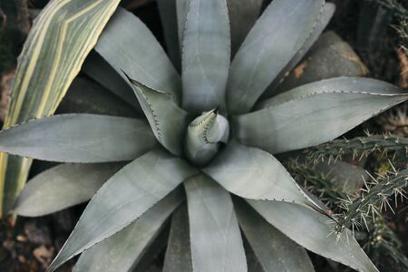 Nature green background. Agave plant in natural sunlight.の写真素材