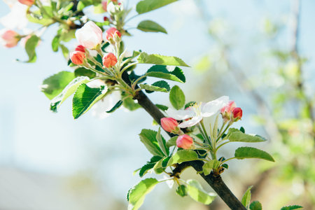 Blooming tree at spring, fresh pink flowers on the branch of fruit tree, plant blossom abstract...