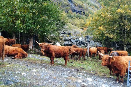 Herd of red brown Scottish highlanders in a natural landscape.の写真素材