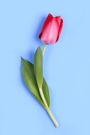 Pink tulip flower on blue background. March 8, International Womens Day, Birthday, Valentines Day or Mothers day, Easter greeting card.の写真素材