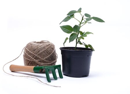 garden tools for growing indoor plants isolated on white backgroundの写真素材