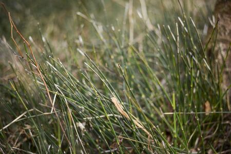 wildlife in spring, grass, forest, foliage, texture, backgroundの写真素材