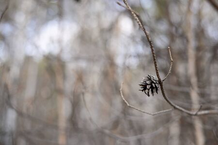 wildlife in spring, grass, forest, foliage, texture, backgroundの写真素材