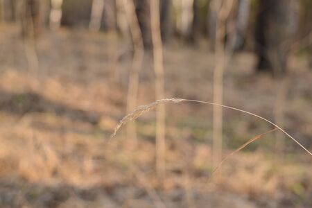 wildlife in spring, grass, forest, foliage, texture, backgroundの写真素材