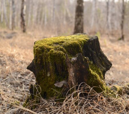 wildlife in spring, grass, forest, foliage, texture, backgroundの写真素材