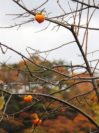 Tree in autumn still bearing fruits at Shirakawago Villageの写真素材