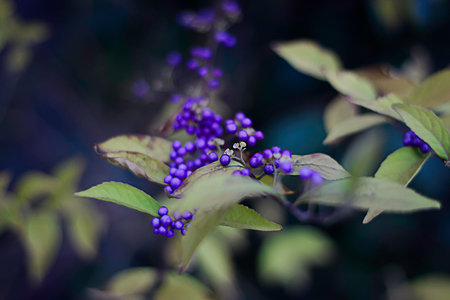 Shrub Callicarpa (Lamiaceae) with purple berries in winterの写真素材