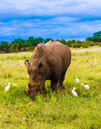 Southern white rhinoceros grazing at Kruger National Parkの写真素材