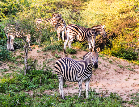 A dazzle of Burchell's zebra at Kruger National Parkの写真素材