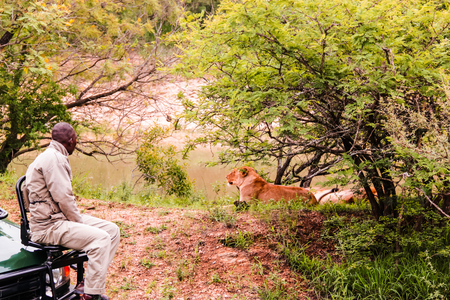 Kruger National Park, South Africa - 2011: A safari guide on vehicle looks at a lion resting under a treeのeditorial素材