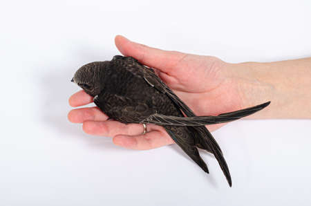 Juvenile common swift bird on the white background. Wildlife conservation. Apus apus bird.の写真素材