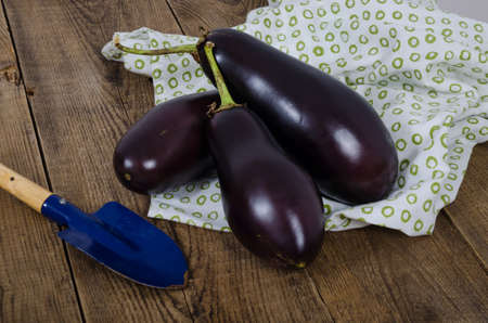 Three raw eggplants, napkin and garden shovel on dark wood table. Vegetables for cooking.の写真素材
