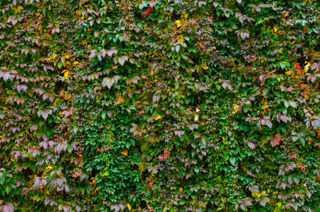 Wild climbing grapes on wall. Leaf wild climbing grapes background.の写真素材