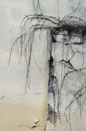 Dry creeper vineyard branches on white old abandoned cracked wall for grunge background or texture. Climbing plant.の写真素材