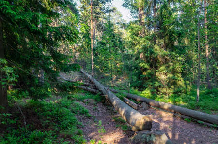 A fallen logs there are in the middle of a pine forest. Thicket of coniferous forest on a sunny summer day.の写真素材