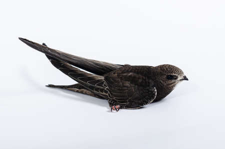 Juvenile common swift bird on the white background. Wildlife conservation. Apus apus bird.の写真素材