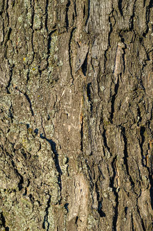 Old grey tree bark texture with cracks on rough wooden surface covered by grey lichens. Tree bark in sunlight.の写真素材