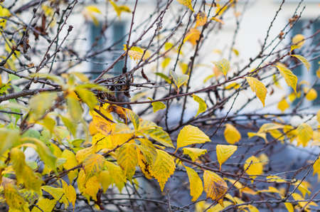 Autumn leaves background. Branches of tree with yellow leaves.の写真素材