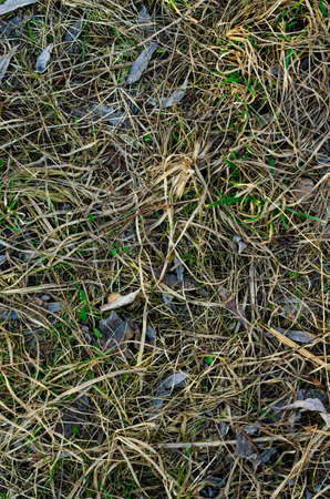 Dry herbal on the lawn. Texture of dry grass from top view.の写真素材