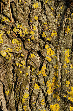 Old grey tree bark texture with cracks on rough wooden surface covered by yellow lichens. Tree bark in sunlight.の写真素材