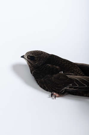 Juvenile common swift bird on the white background. Wildlife conservation. Apus apus bird.の写真素材