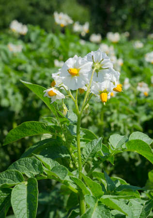 Blooming white potato flowers with leaves on a growing bush. Growing a crop of berries, vegetables and fruits in a rustic farm or vegetable garden. Organic gifts in the natural environment.の写真素材