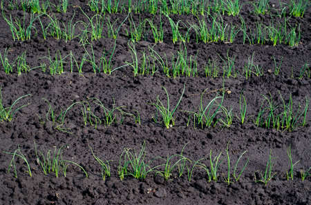Spring seedling rows of green onion sprouts on wet ground. Growing a crop of berries, vegetables and fruits in a rustic farm or vegetable garden. Organic gifts in the natural environment.の写真素材