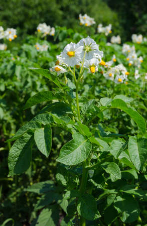 Blooming white potato flowers with leaves on a growing bush. Growing a crop of berries, vegetables and fruits in a rustic farm or vegetable garden. Organic gifts in the natural environment.の写真素材