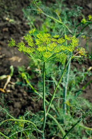 Growing a crop of berries, vegetables and fruits in a rustic farm or vegetable garden. Organic gifts in the natural environment.の写真素材