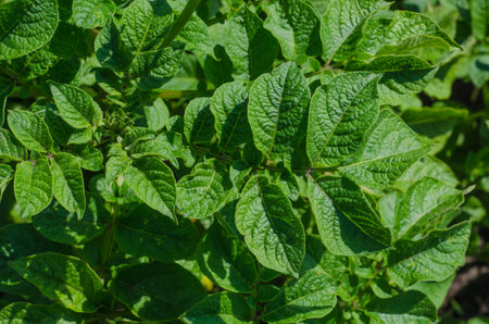 Close up view of green potato leaves on a growing bush. Growing a crop of berries, vegetables and fruits in a rustic farm or vegetable garden. Organic gifts in the natural environment.の写真素材