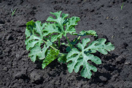 Young green sprout of watermelon leaves. Growing a crop of berries, vegetables and fruits in a rustic farm or vegetable garden. Organic gifts in the natural environment.の写真素材