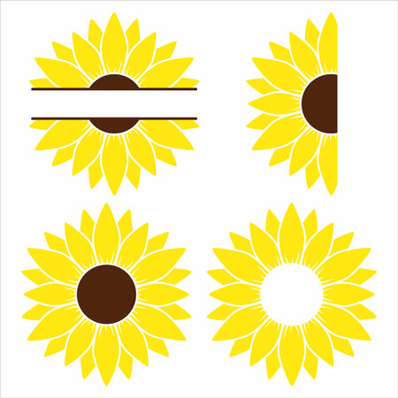 Sunflower whole, half and split sunflower set flat illustrationのイラスト素材