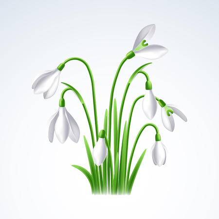 Beautiful vector design element of spring flower snowdrop or galanthusのイラスト素材