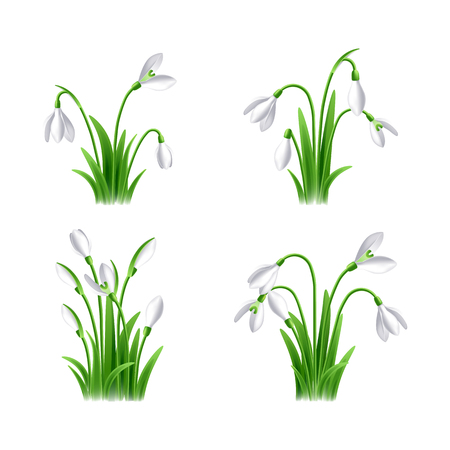Vector illustration of snowdrop flowers on white background setのイラスト素材