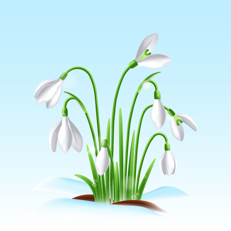 First spring snowdrop flowers on a snow with beautiful lights on sky backgroundのイラスト素材
