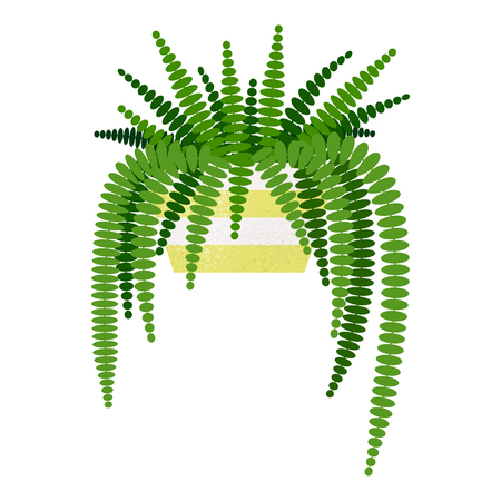 illustration of Nephrolepis exaltata home plant isolatedのイラスト素材