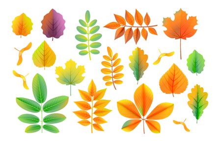 Vector cartoon style colorful autumn leaves collectionのイラスト素材