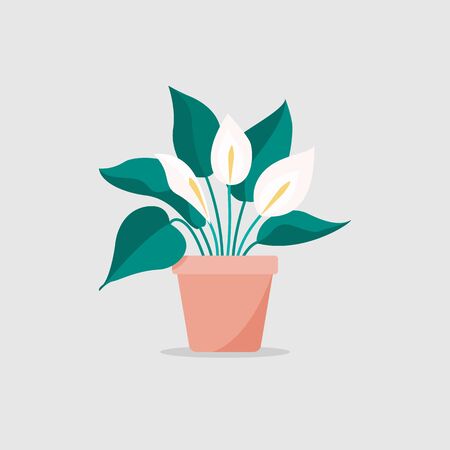 Plant indoor peace lily in flat style illustrationのイラスト素材