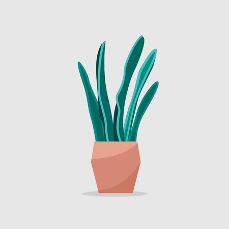 Vector illustration of sansevieria home plant in trendy flat style. Mother-in-law tongueのイラスト素材