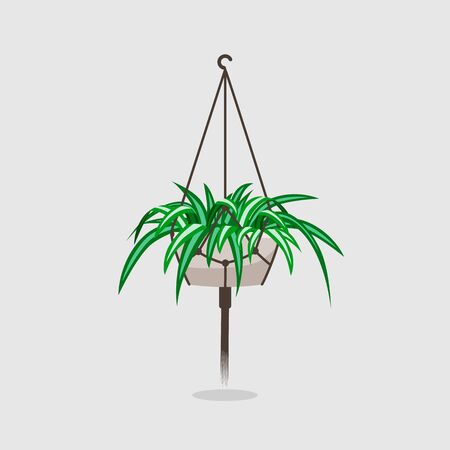 Flat chlorophytum house plant in flower pot on neutral backgroundのイラスト素材