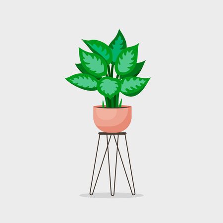 Vector cinese evergreen home plant illustrationのイラスト素材