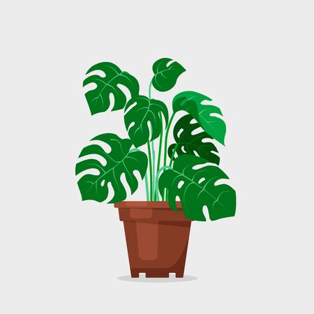 Plant indoor monstera deliciosa in cartoon style illustrationのイラスト素材