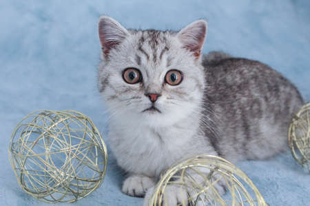 Cute striped kitten. Gray striped kitten playing on blue cotton plaid. Little cute striped fluffy cat on blue background with copy space for your text.Newborn kitten, Kid animals veterinary conceptの写真素材
