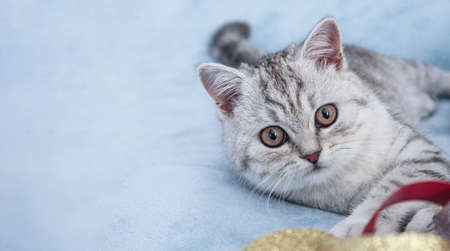 Cute striped kitten. Gray striped kitten playing on blue cotton plaid. Little cute striped fluffy cat on blue background with copy space for your text.Newborn kitten, Kid animals veterinary conceptの写真素材