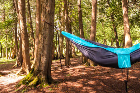 Hammocks hanging among the trees in the forest, on the green grass and trees. Clear day. Concept of summer rest. Space for textの写真素材