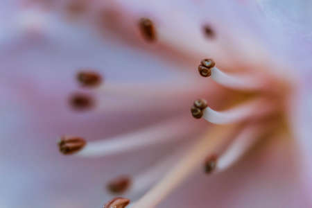 Abstract floral background with macro flower stamens. Soft selective focus. Blurred beautiful petal. Beautiful Macro of pink flower. Beautiful vivid macro of purple Rhododendron pistil and stamensの写真素材
