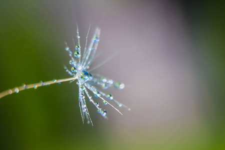 Beautiful water drop on a dandelion flower seed macro in nature. Beautiful deep saturated blue and turquoise background, free space for text. Bright colorful expressive artistic image form.の写真素材