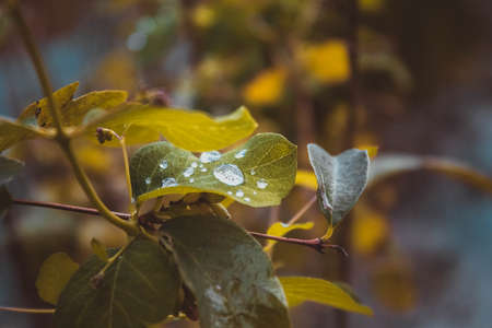 Green leaves with water drops, macro, nature background. Warm light, details. Morning dewの写真素材