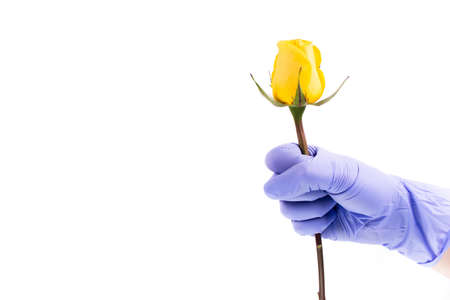 Hand in a surgical glove holds yellow rose isolated on white background.の写真素材