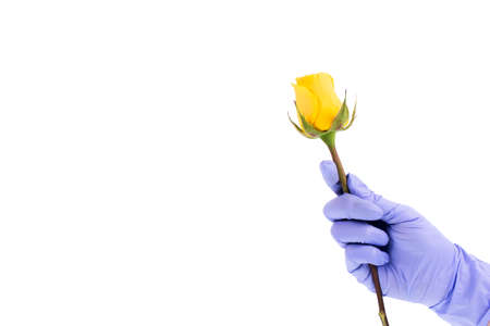 Hand in a surgical glove holds yellow rose isolated on white background.の写真素材